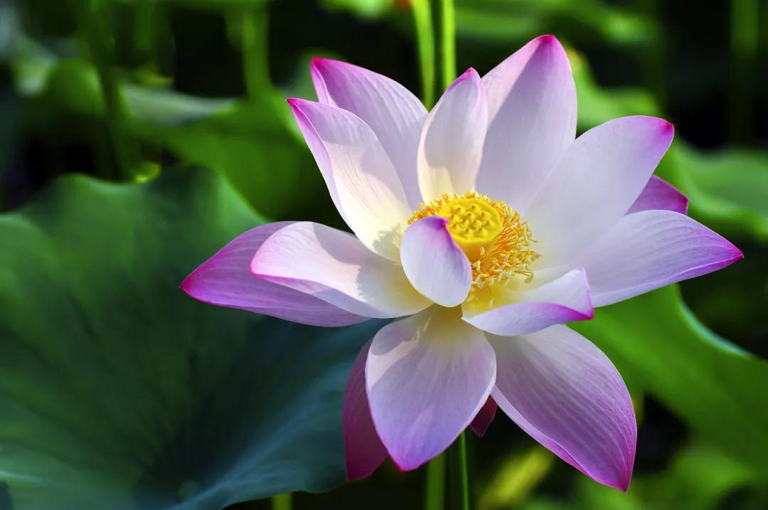 姘寸敓妞嶇墿鑺卞効,姘寸敓妞嶇墿缁挎