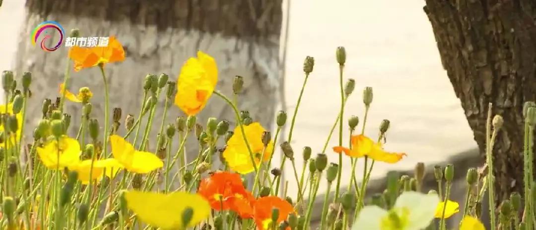 下周，昆明8家市属公园全部恢复开放！