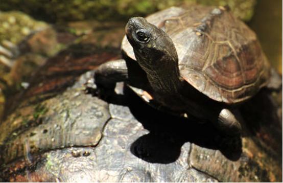 怎么养乌龟才能让乌龟活得更久,乌龟好养吗怎样正确的饲养乌龟