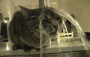 猫咪怕光怕水是怎么回事,你家的猫咪到底有多怕水