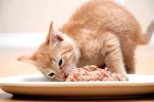 什么情况下猫粮能吃死猫,进口食品需要注意什么