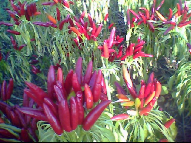 内黄到辣椒大县,内黄从红枣之乡到辣椒大县