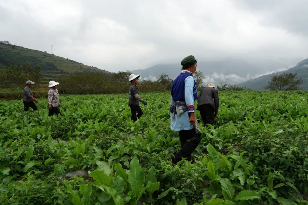 大理特点农业小镇,大理乡村发展现状和发展趋势
