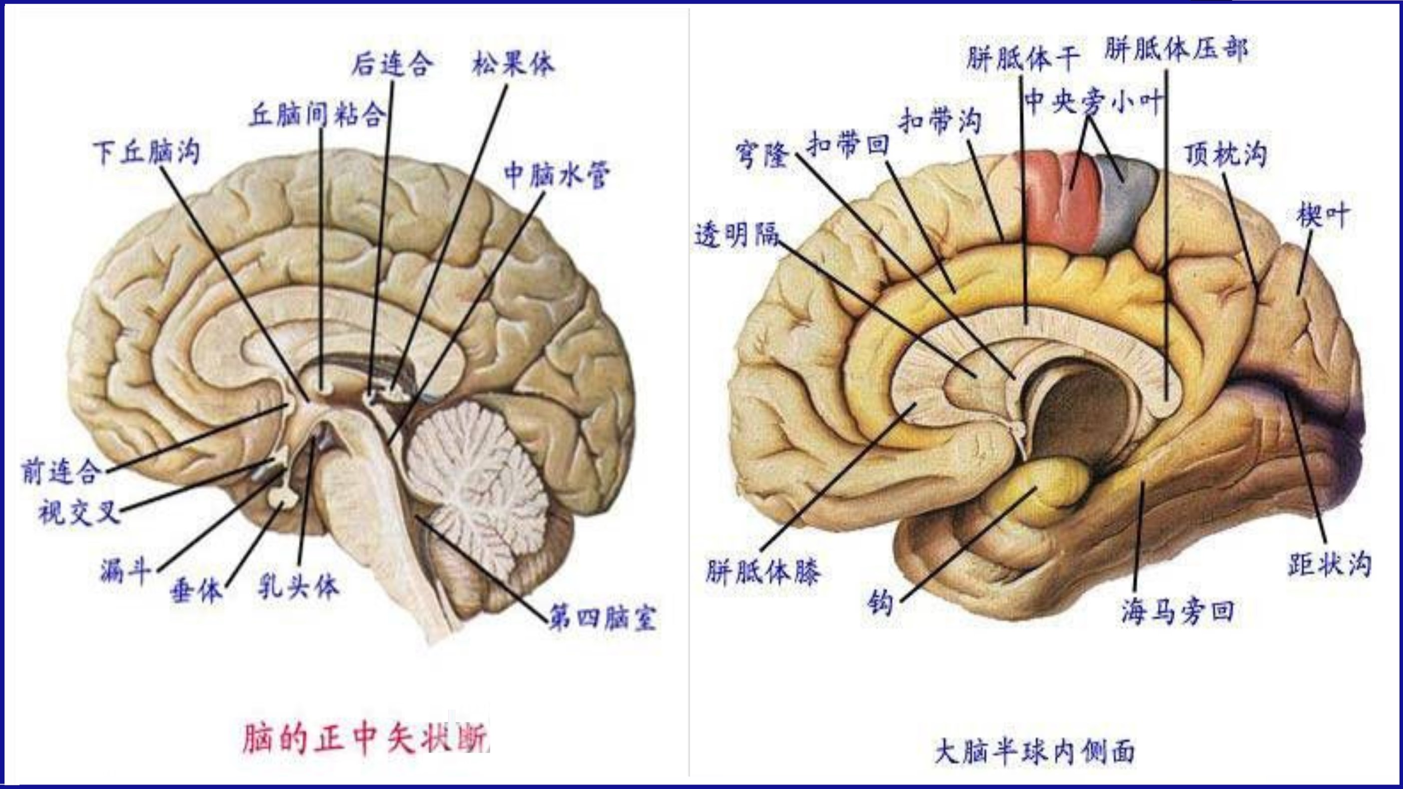 如果人类大脑开发到100有多强,大脑开发到100%人类会进化成神吗