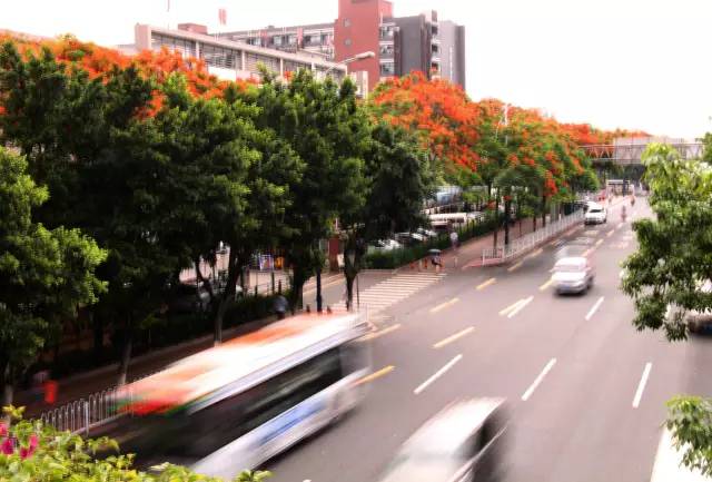 毕业季的凤凰花和栀子花,毕业季凤凰花开的时候