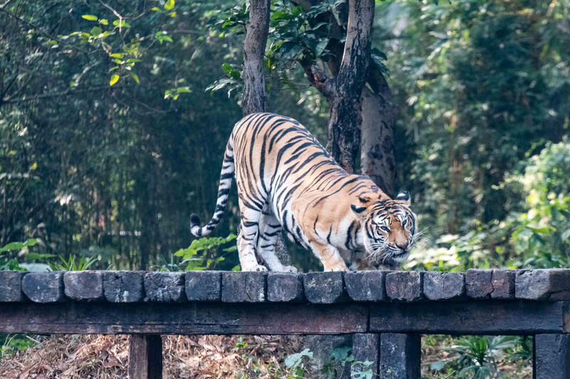 玩转广州长隆野生动物世界之行,广州长隆动物世界游玩攻略图