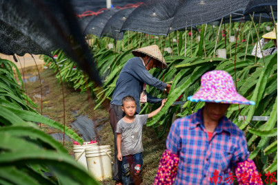 广西隆安火龙果产业核心示范区,隆安县火龙果助农扶贫