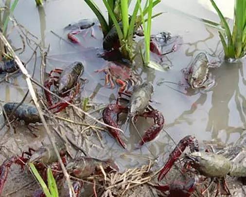 当前小龙虾养殖前景如何,小龙虾养殖省时省力养好虾就来