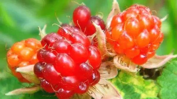 农村山上野果野菜多,农村山上最好吃的水果六种