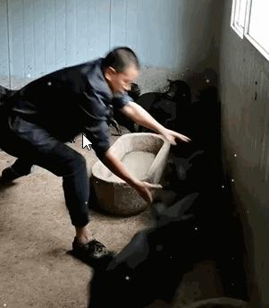 给母猪保健用什么中药最好,给母猪做产后护理