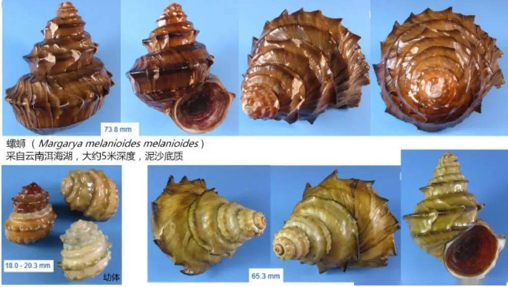 我，田螺！保护动物，不许打窝钓鱼，钓友：换马甲就不认识你了？