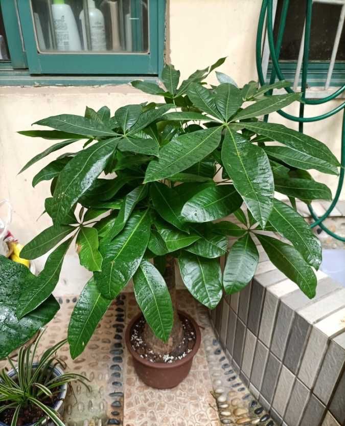 10种“吉利花”，“穷养”才能长大，越挤越壮实，越大越“旺家”