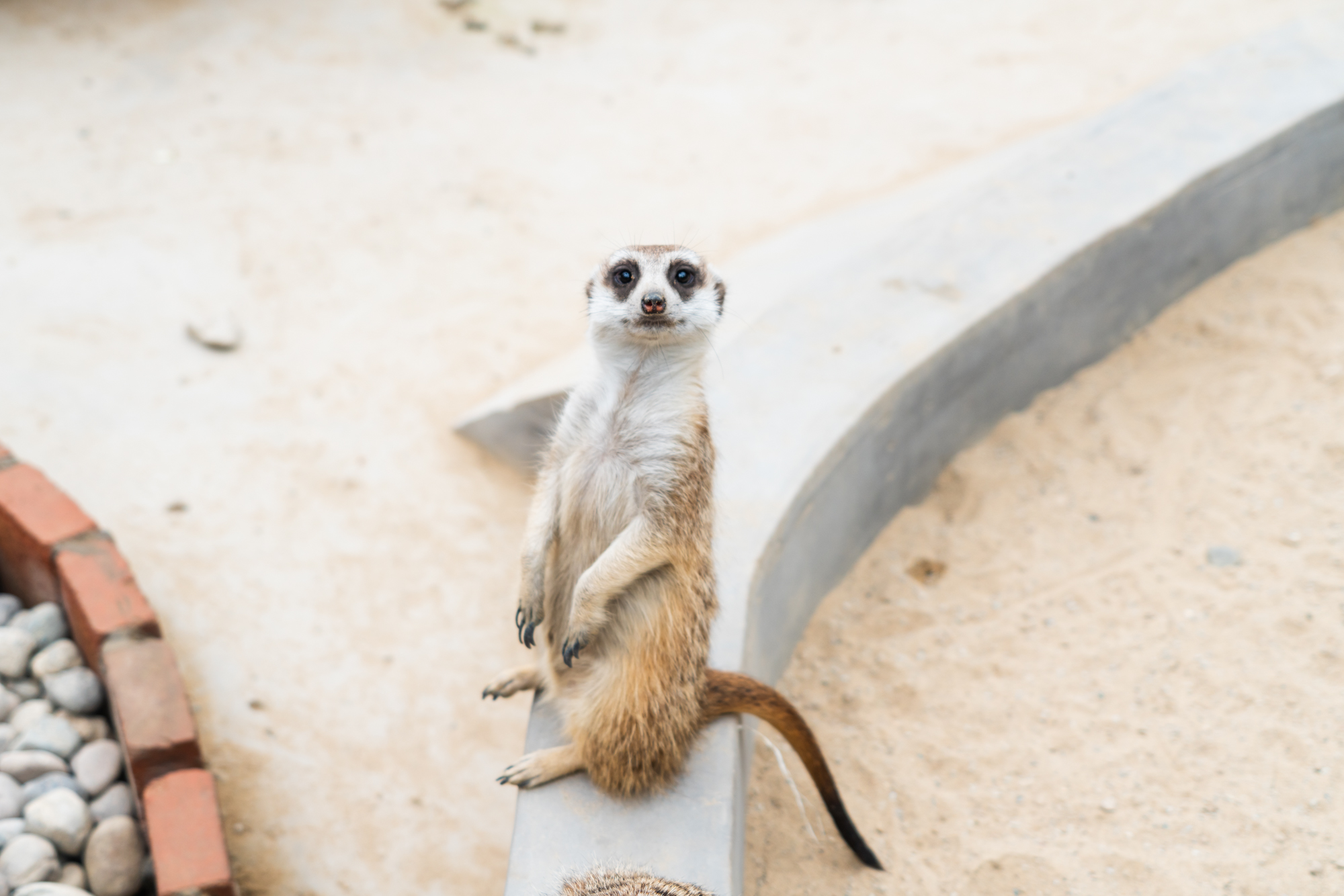 四月去过了心心念念的泼水节,夏日的欢乐泼水节