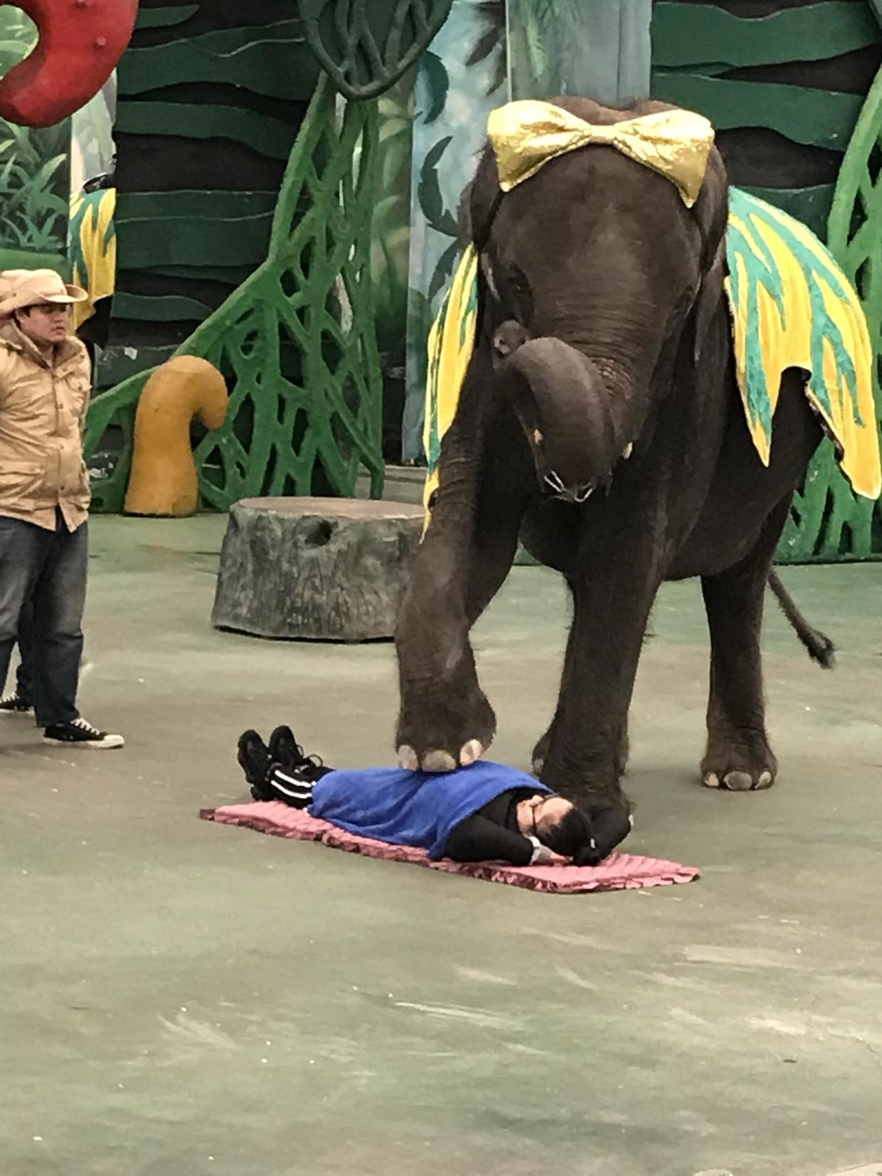 带着1米2以下的娃，如何玩转常州中华恐龙园，这份是最强旅游攻略