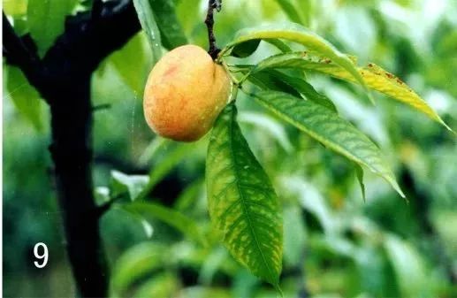 桃树的黄叶病怎么治疗,桃树黄叶病和穿孔病怎么治