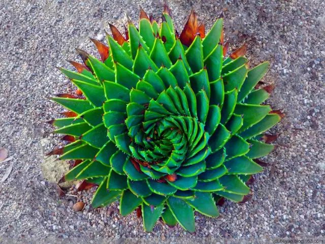 世界十大漂亮名贵花卉,植物研究世界名贵花卉