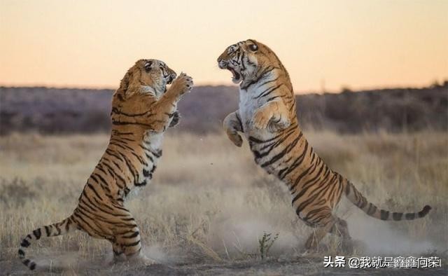 摩羯女和金牛男的爱情特别有默契,狮子男和摩羯座女星座合适吗