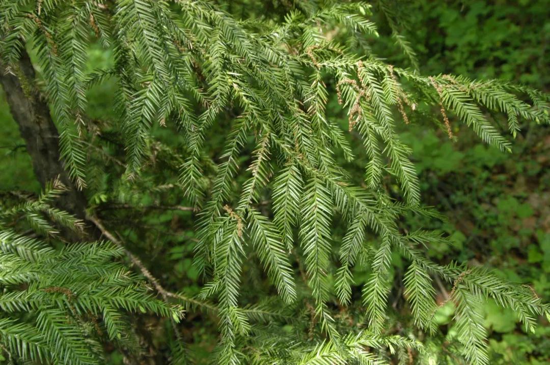 中国的植物多样性保护,全国林草生物多样性保护成就展