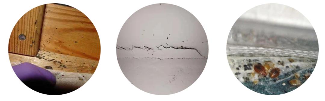 臭虫产生及防治方法有哪些,防治臭虫有什么最有效方法呢