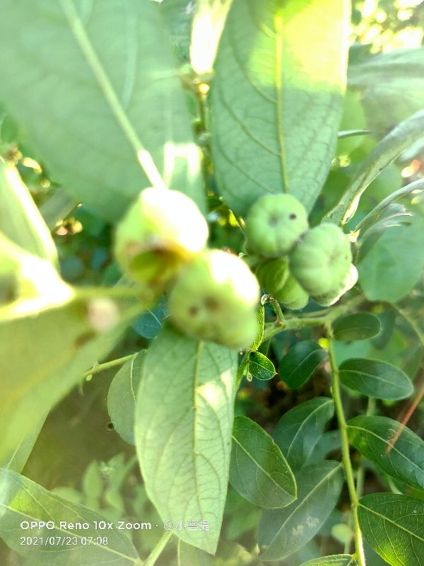 算盘子植物介绍,算盘子属于什么类型植物