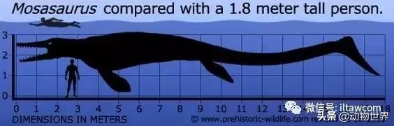 地球上的顶级掠食者,人类是地球上最顶级的掠食者