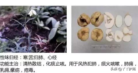 农村身边的中草药主治与功效,中草药全图谱与功效