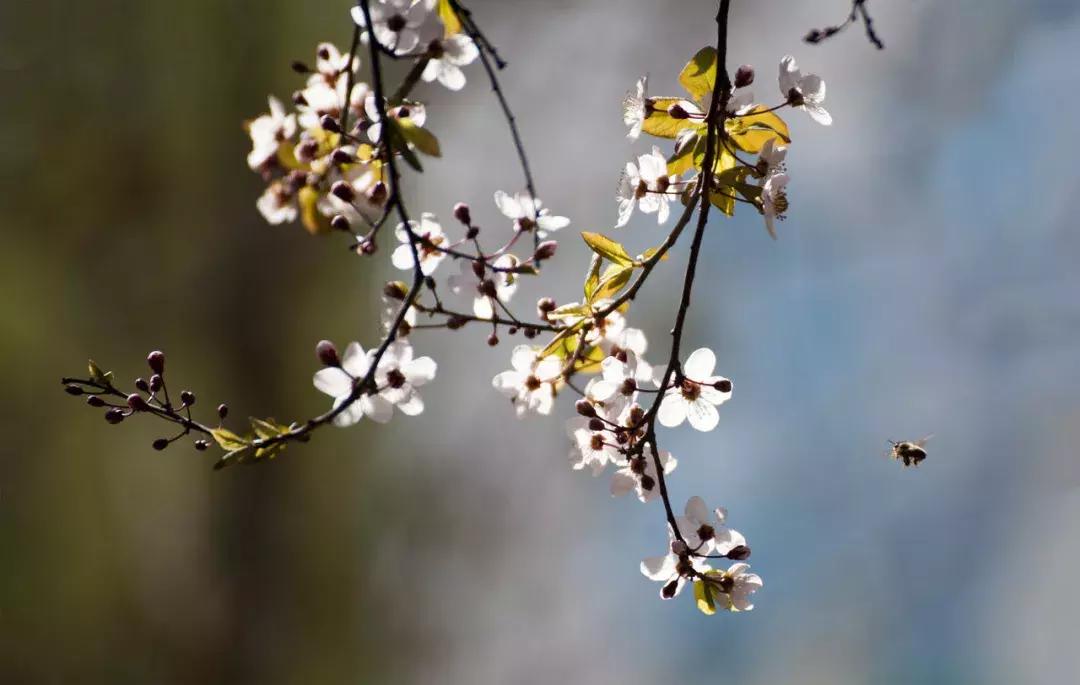 世间最美好不过如此,世间最风雅的茶