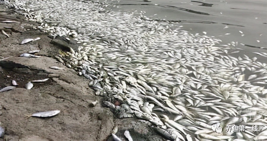 鱼儿什么时候容易缺氧窒息而翻塘,鱼类缺氧的表现