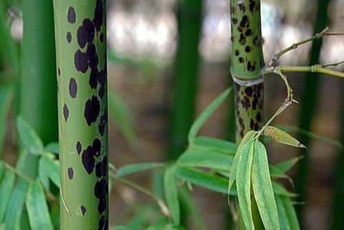 湘妃竹的故事中舜帝因何而去世,湘妃竹与舜的故事