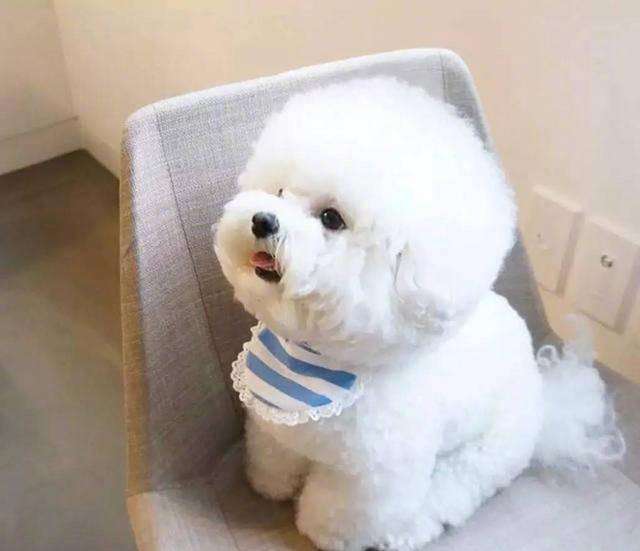 为什么都不建议养比熊狗,比熊不想养了怎么办