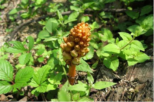 天麻的生长习性是什么,天麻深度解析