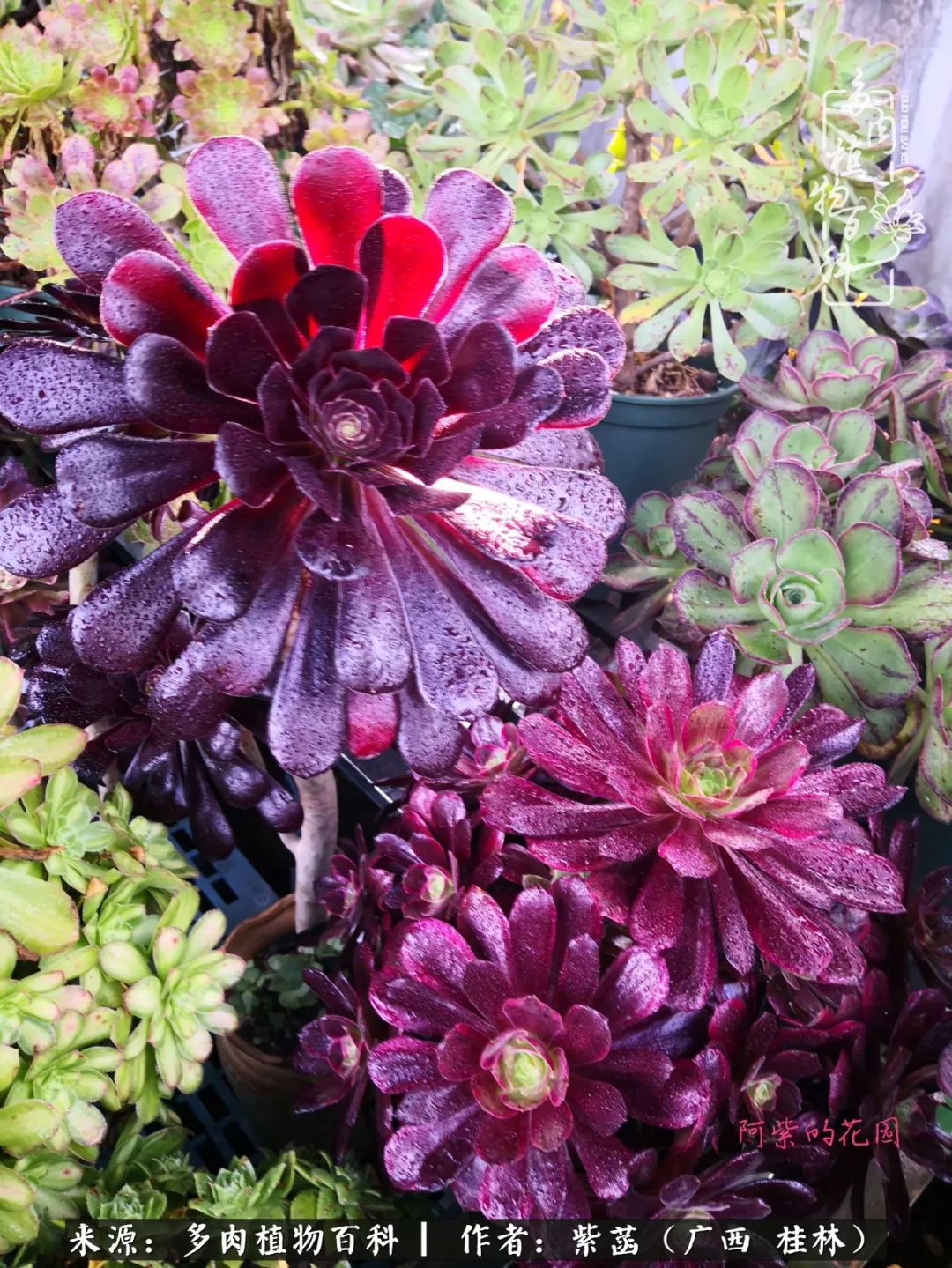 如何在夏天买的多肉度夏,多肉度夏好帮手