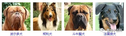 狗狗品种分类大全,狗狗品种鉴定