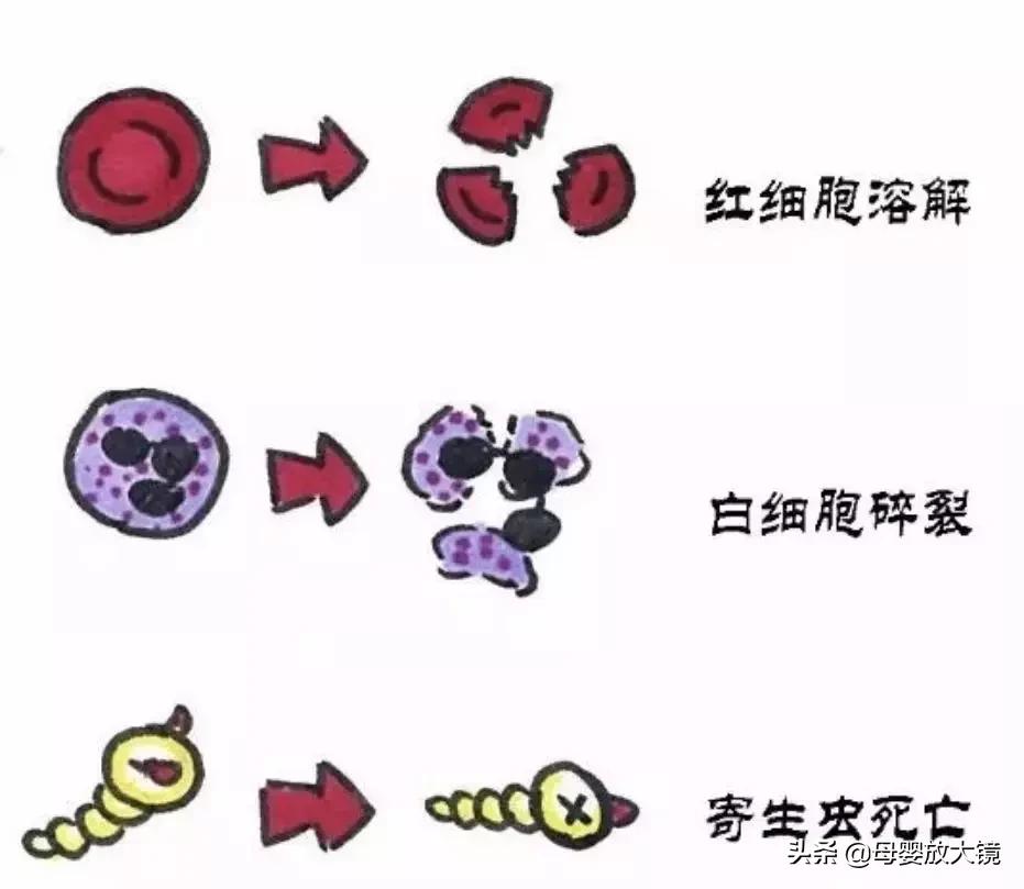 教你看懂宝宝大便化验单,宝宝大便化验单正常值图片