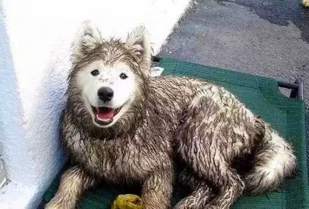 没有狗狗专用沐浴露怎么给狗洗澡,你真的了解该怎么给宠物驱虫吗