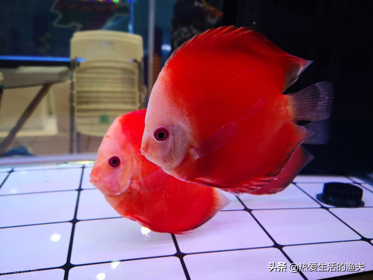 养鱼一换水鱼就死,高密度养鱼不换水