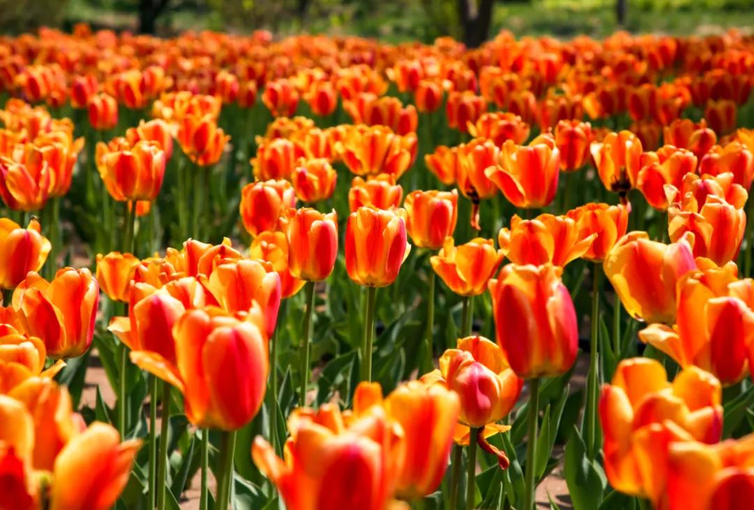 时光清浅秋意阑珊,时光清浅浮世清欢