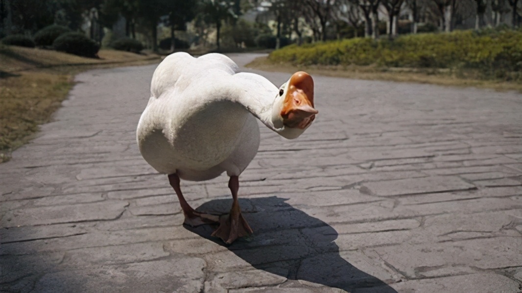 蛇为什么惧怕雄黄,蛇最害怕的雄黄是什么样子的