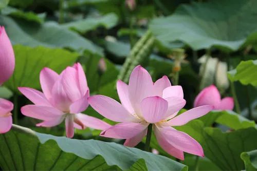 沈阳夏季赏荷旅游攻略,沈阳周边赏荷胜地