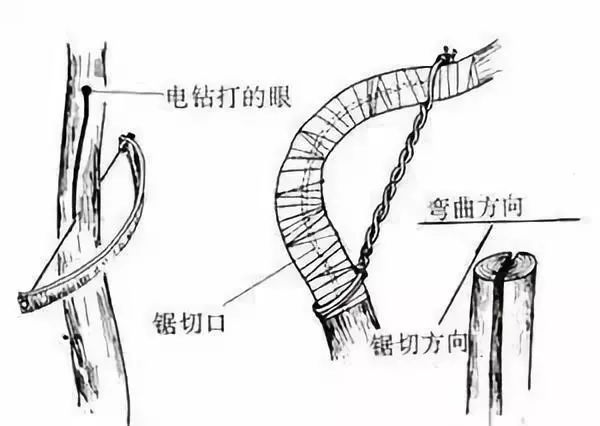 真柏盆景嫁接枝条什么时候拿弯,盆景三弯九拐枝条布局