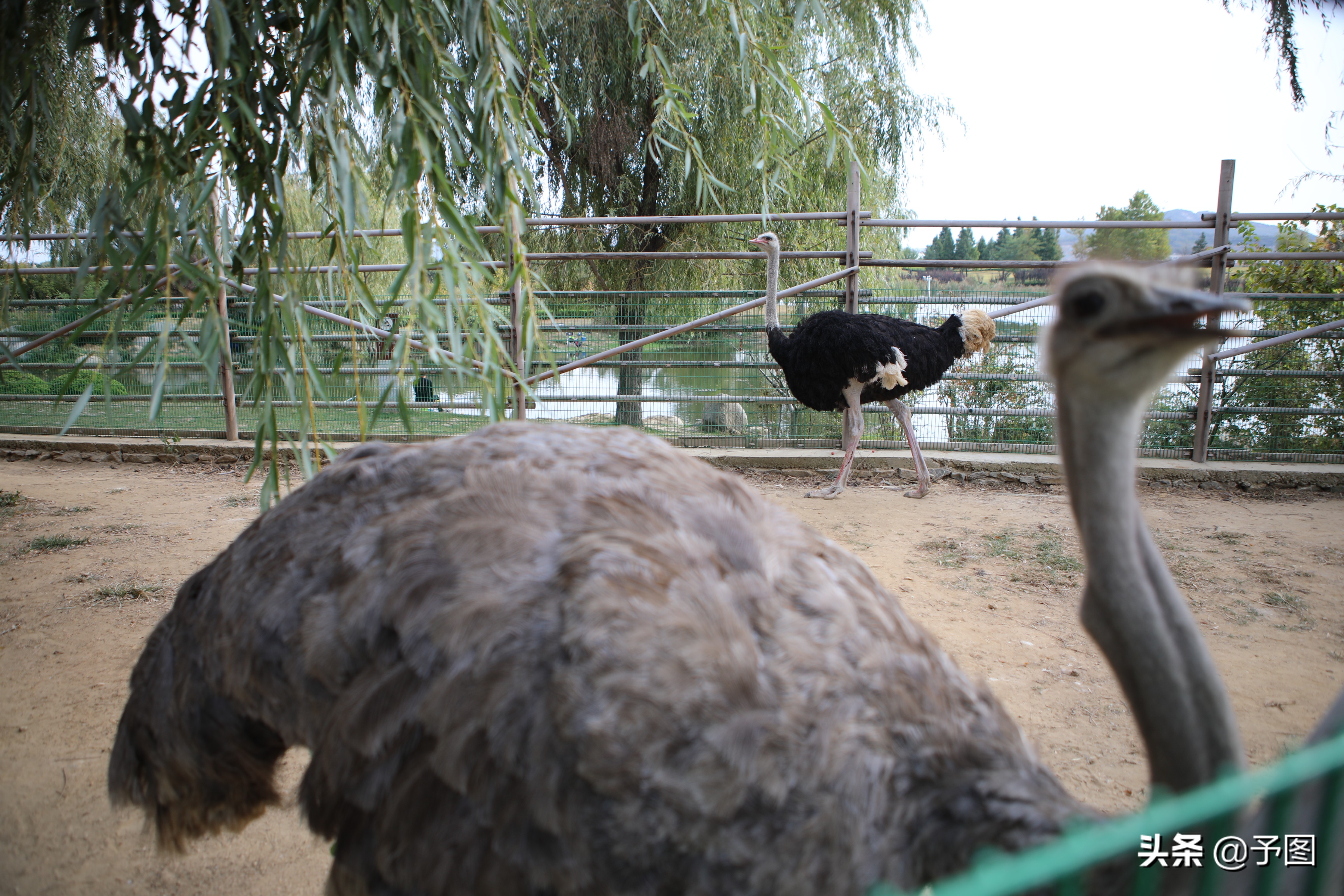 沙城湿地公园网红打卡地3.8公里,内江大自然湿地公园网红打卡地