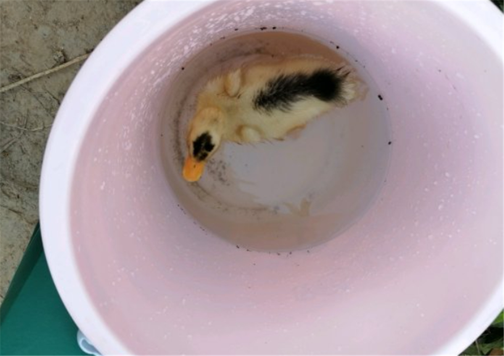 文能提竿安天下，武能执叉斗鳄鱼：鱼竿在手，万物皆有？