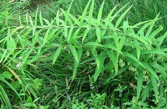 农村山野里的鸡头参你认识它吗,冬季怎样去山里挖鸡头参