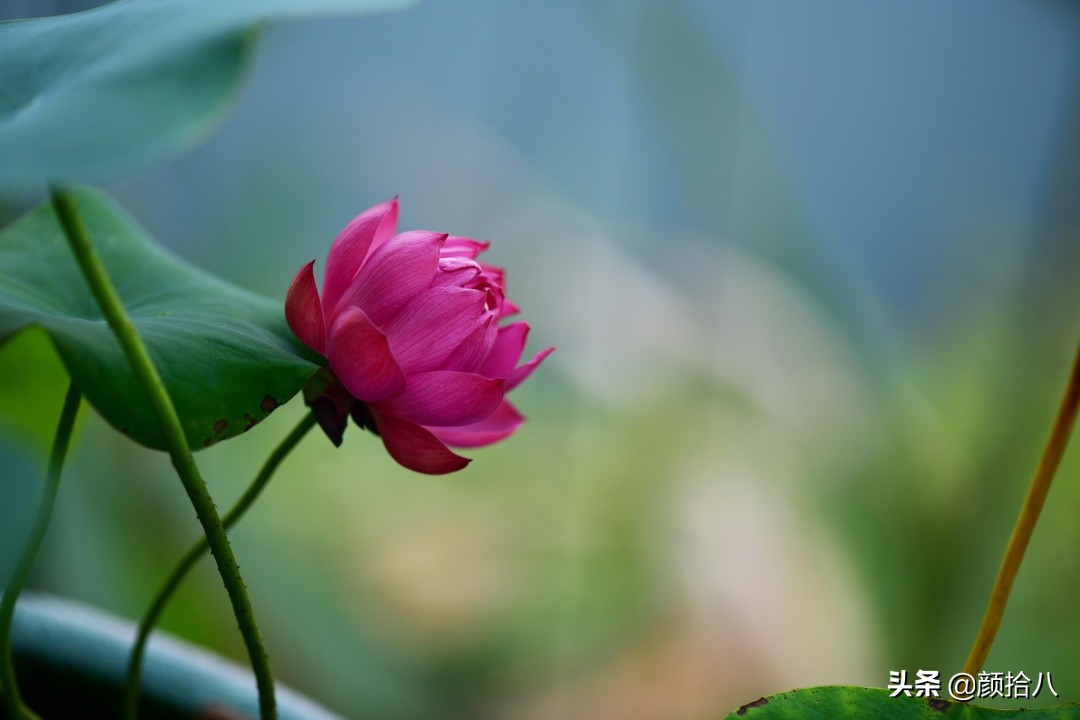 碗莲种藕生长到开花全过程,碗莲种藕到开花的过程