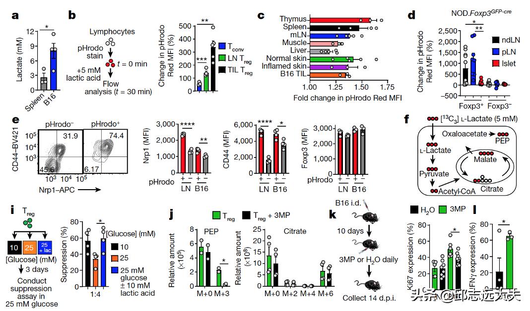 乳酸，肿瘤“贿赂”Treg的“代谢货币”