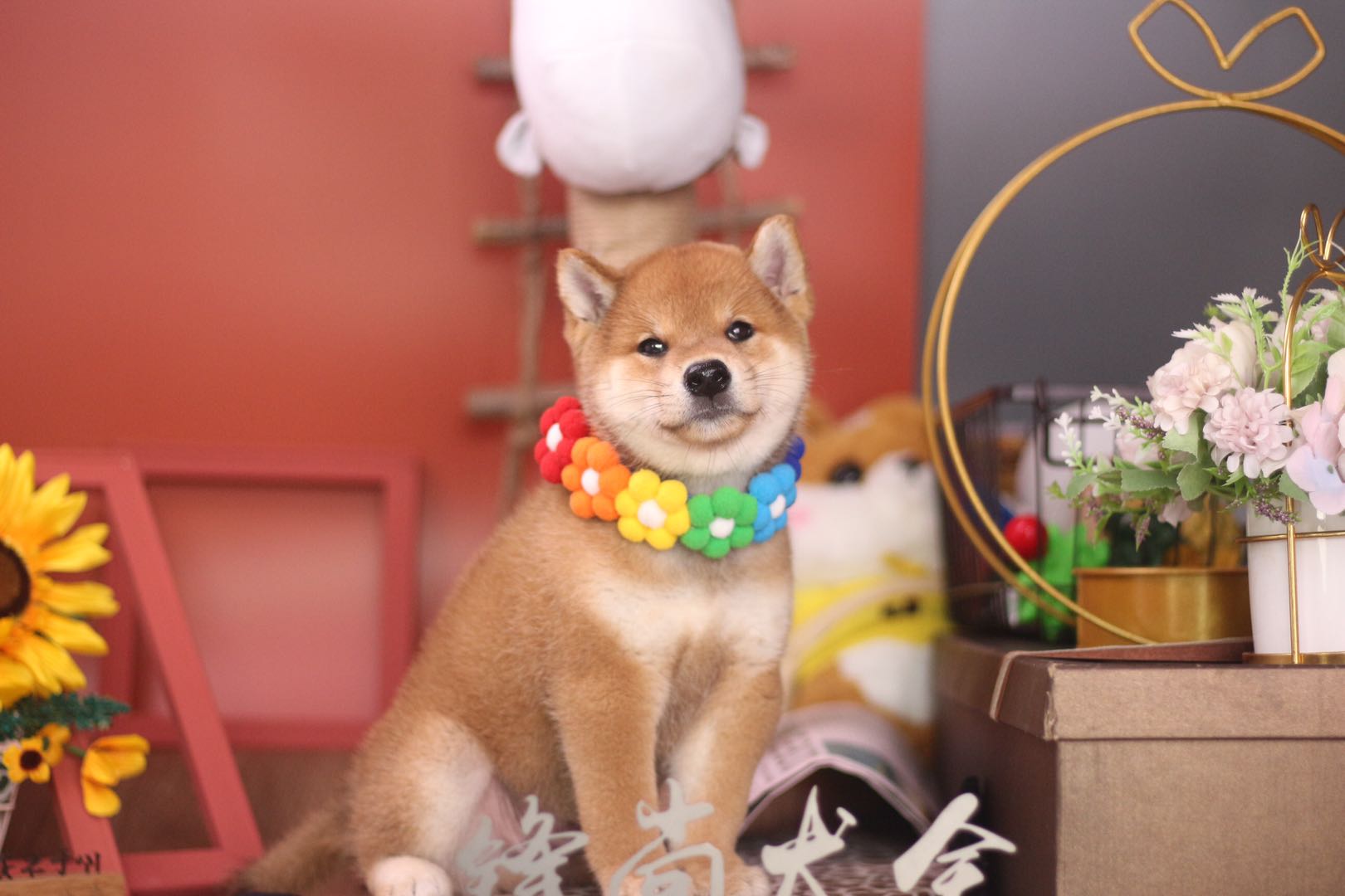 一般在哪里能买到正品的柴犬,在哪里买靠谱的柴犬