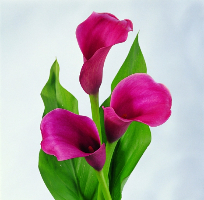 马蹄莲夏季怎么养才能开花快,马蹄莲怎样养才能爆花