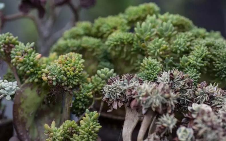 多肉老桩干货集锦，压轴的全是逆天极品!