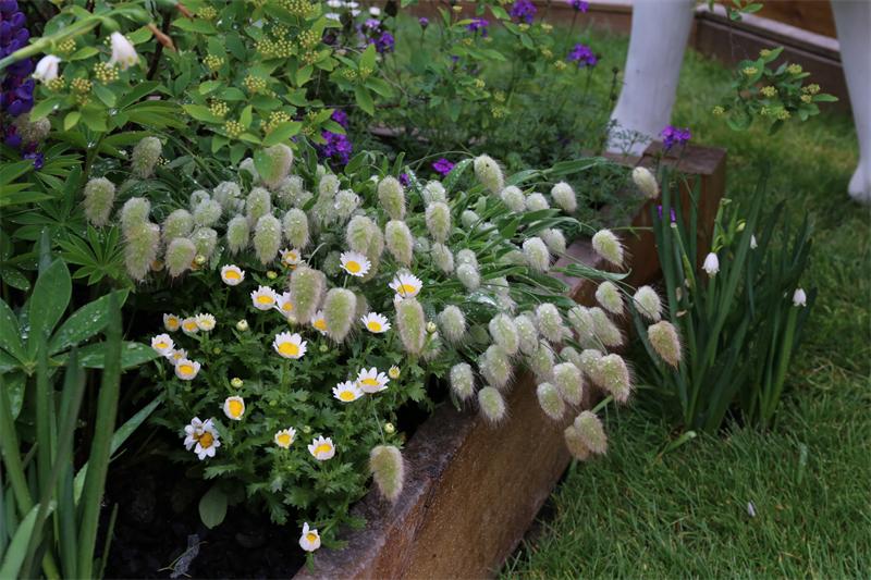 观赏草面积骤降八成，除疫情影响外，更重要的原因是“行业乱象”