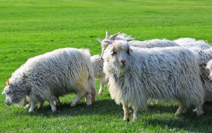 避暑亲子旅游推荐5天游,暑期草原亲子游攻略